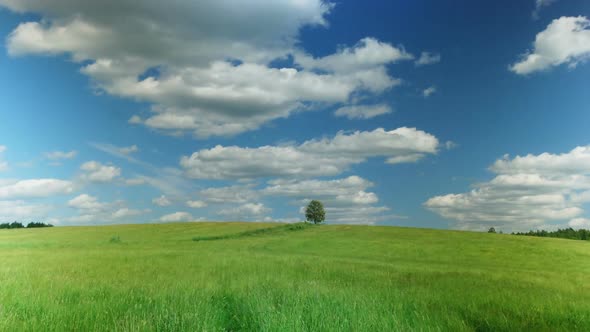 Lonely Tree on Green Field Against Blue Sky Background