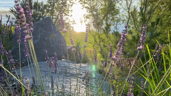 Close up of lavender flowers swaying in the wind. Field of lavender located on a riverside.