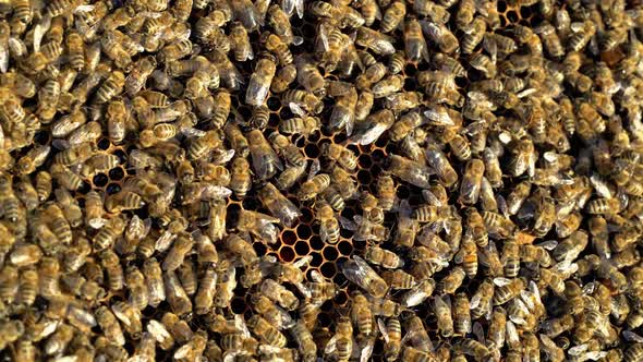 Busy bees working their hive feeding and maintaining the comb. A lot of bees amassed alt