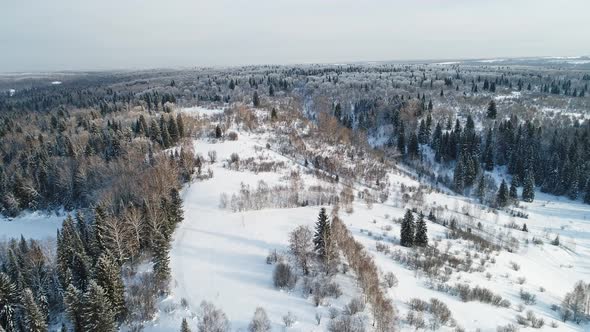 Winter Forest Landscape.