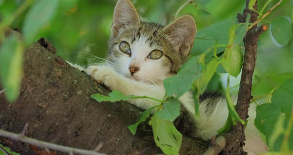 Stray Kitten on a Tree Branch alt