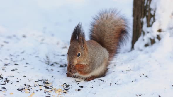 Closeup Portrait of Squirrel