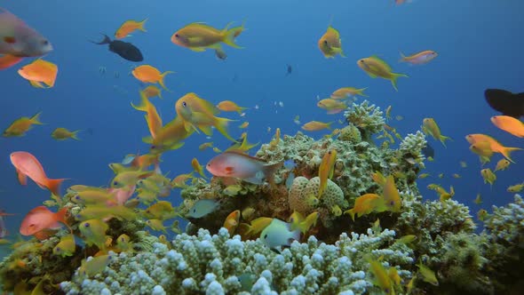 Marine Life Tropical Fish Garden alt