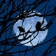 Birds Fly Off Branches In The Evening With Moon In Distance - VideoHive Item for Sale