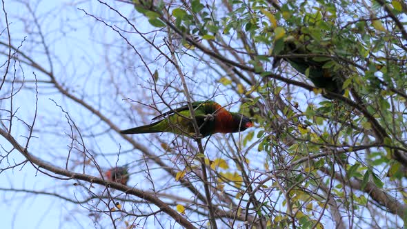 Rainbow Lorikeets Feeding On Gumtree Leaves At Sunset, SLOW MOTION alt