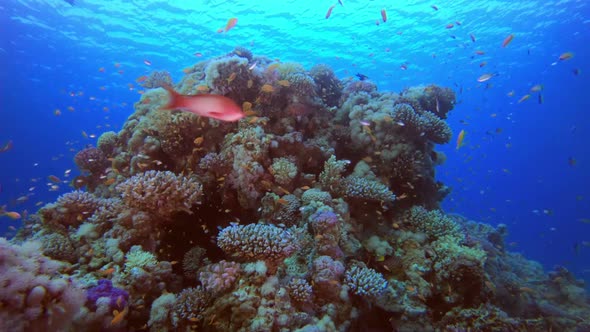 Colorful Coral Reef alt