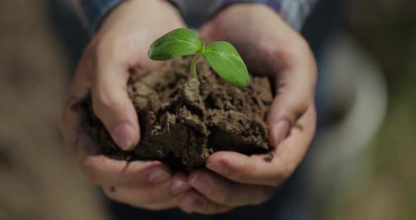 Close Up Hands Holding Sapling of Young Small Tree alt