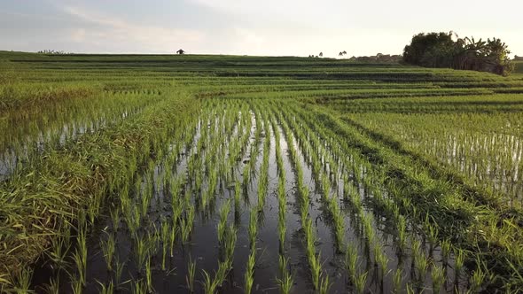 Flying Over Rice Terraces Rice Terraces Bali Rice Cultivation alt