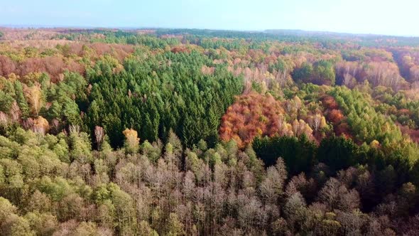 Aerial Drone Footage of Colorful Autumn Trees in Forest
