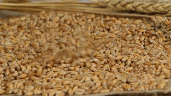 Wheat Grains Agricultural Crop Harvest, Harvested Seed Falling Over a Pile, Good Agricultural alt