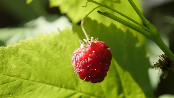 Rubus idaeus  tasty fruit on plant vines close-up 4K 2160p 30fps UltraHD footage - Red  European ras alt