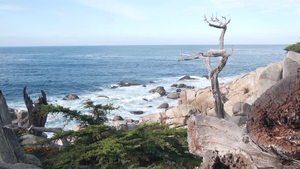 Bare Dead Leafless Lone Cypress or Pine Tree 17Mile Drive Monterey California