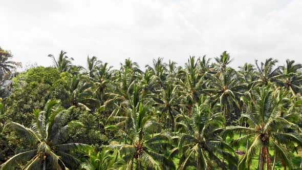 Source of Electrolites alt