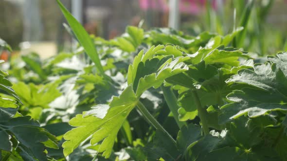 Summer Plant In The Yard alt