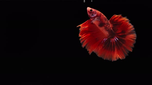 red color Siamese fighting fish