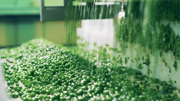 Wet Green Peas are Falling Onto the Conveyor Belt alt