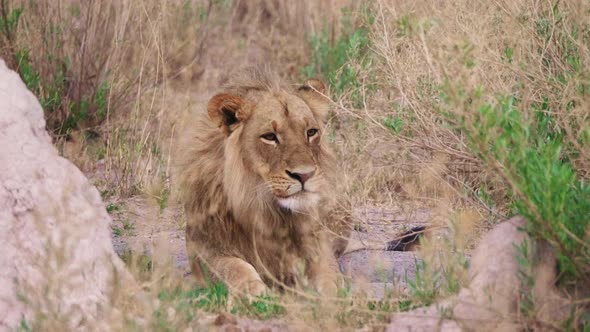 Adult lion gets comfortable laying hidden in the tall dry grassy landscape. alt