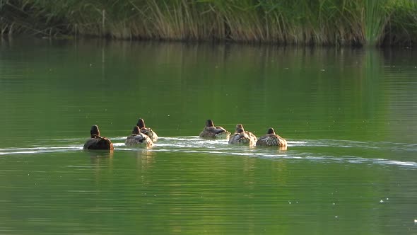 Wild Duck Bird Family in Natural Lake