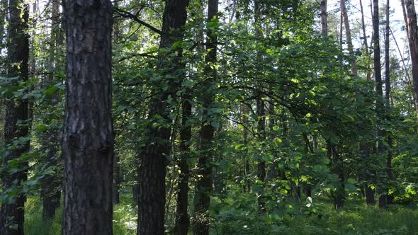 Beautiful Green Forest on a Summer Day Slow Motion alt