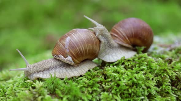 Helix Pomatia Also Roman Snail Burgundy Snail By Cookelma Videohive