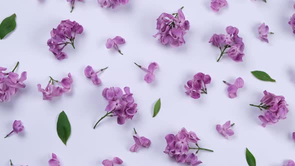 Background of Purple Lilac Flowers on a White Background