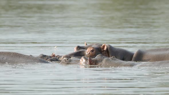 Hippopotamus Family Chilling in River Water on Hot African Day. Hippo Animals in Kruger National Par alt