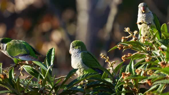 A group of Monk Parakeets ( Myiopsitta monachus) perching on a medlar. Slow motion video. alt