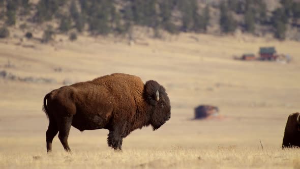Colorado Landscape with Bison Herds on the Prairie alt