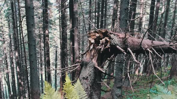 Fallen and Broken By Strong Wind Tall Tree in a Mountain Dense Coniferous Forest. alt