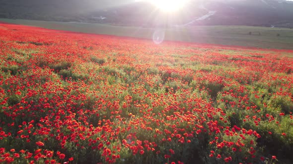 Drone Flying Over a Poppy Field alt