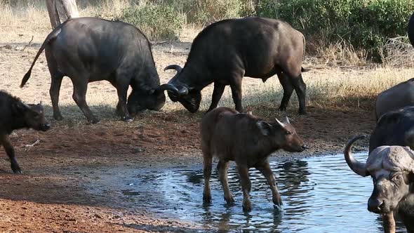 Two Competing Male African Buffalo Lock Horns in Sparring Session for Dominance at the Watering Hole alt