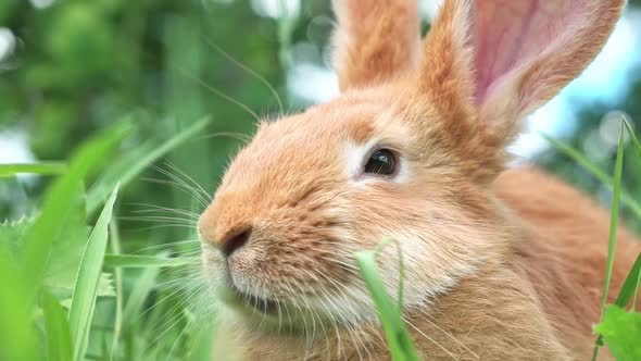 Portrait of a Funny Red Rabbit on a Green Natural Background in the Garden with Big Ears and alt