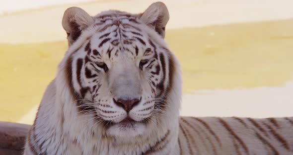 Close Up Of A White Tiger Resting Near A Tree And A Little Lake