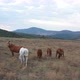A Herd Of Horses Shot With A Drone In The Wild 8 - VideoHive Item for Sale