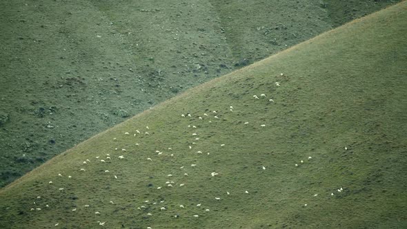 Herd of Sheep in Plain Meadow Covered With Fresh Green Grass