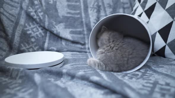 Cute Cat Child of Gray Color Scottish Straight Breed in Form of Gift in Box with Heart at Home alt