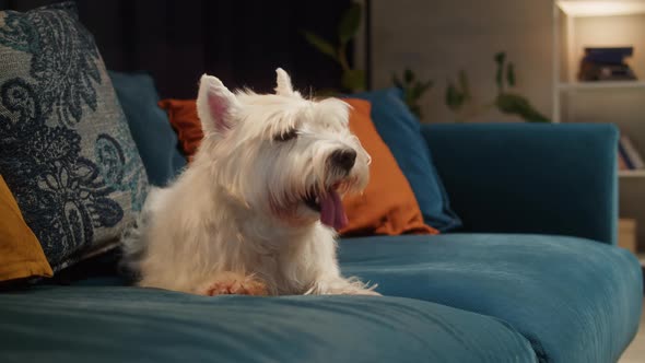 West Highland White Terrier Closeup Small Dog Portrait alt