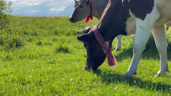 Family Herd of Black Angus Cattle Cows Bulls Calves Graze in Green Meadow Pasture Field alt