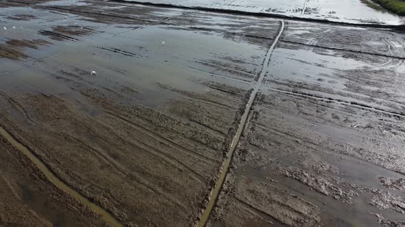 Landscape Of Watery Rice Fields Under Birds Flying In Battambang, Cambodia. - Drone, Sideways alt