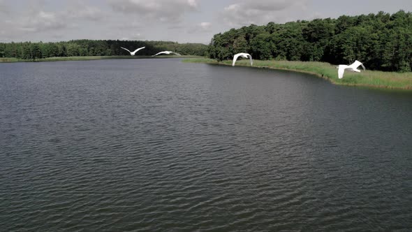 A flight just behind the swans over the lake and a moment of flight over them, 4k drone, 50% slow.