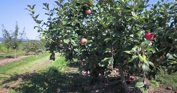 Ascending aerial with close up shot of ripe apples on tree in an orchard on a beautiful sunny day. alt