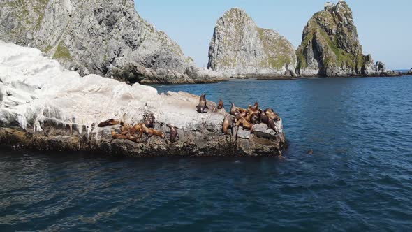 sea lions on a large rock in the ocean with a view of the rocks