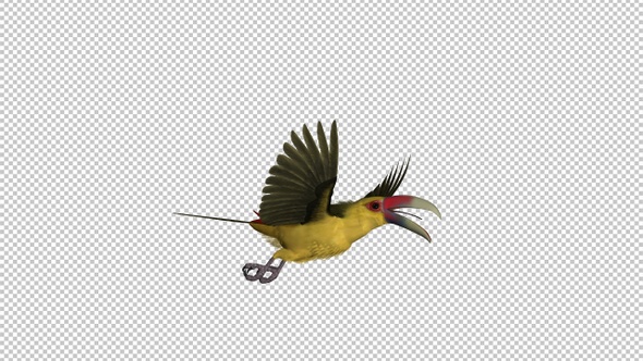 Toucan Bird - III - Saffron Aracari - Flying Transition 1 - Side View LS