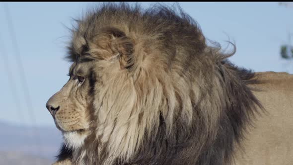 Lion close up side profile wind blowing mane slow motion alt
