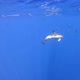 Diving with wild common dolphins in their natural habitat (Madeira, Portugal) - VideoHive Item for Sale