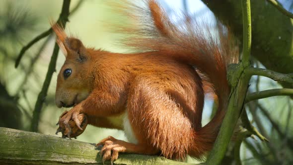 Close up of a red squirrel eating a nut 