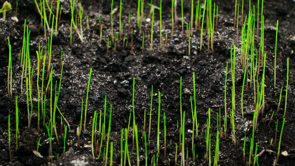 Grass Growing By Circuit Time Lapse Place for Text Germination Process Spring Plants Green