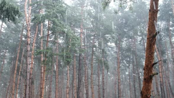 Gloomy Pine Forest During Heavy Rain Trunks and Crown Trees Through Raindrops alt