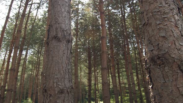Thick Pine Forest in the Rays of the Summer Sun Tree Trunks Clean and Fresh Forest Air alt