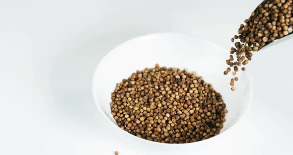 coriander, coriandrum sativum, seeds falling against White Background, Slow Motion 4K alt